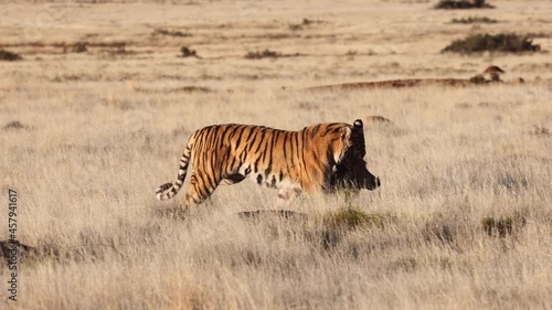 Predator Bengal Tiger drags warthog prey in golden savanna grass photo