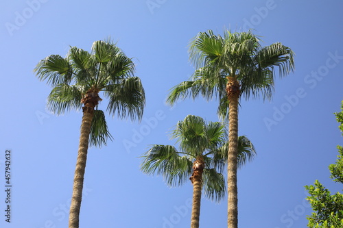Coconut palm sky