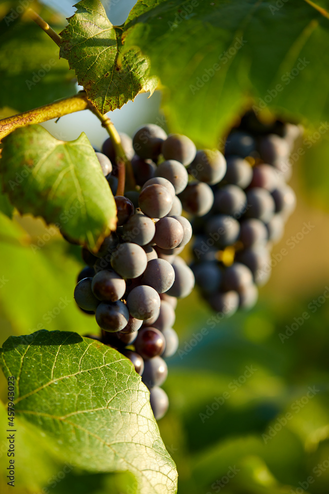 Fototapeta premium Ripe cabernet grapes ready for harvest in the farm