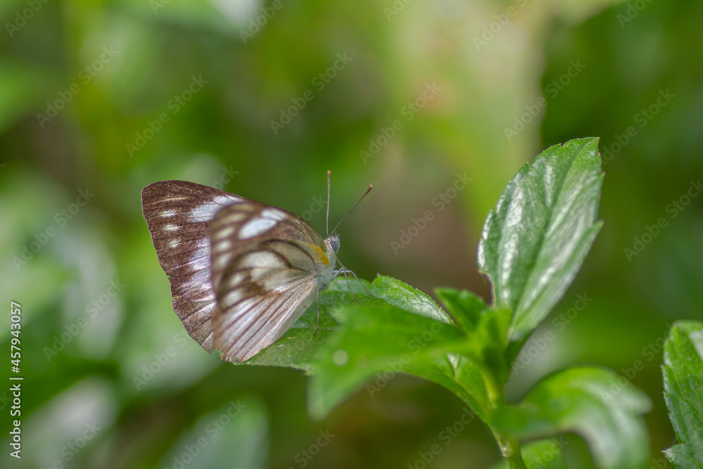 A brown and white mixed butterfly perched on a green creeping buttercup leaf A brown and white mixed butterfly perched on a green creeping buttercup leaf