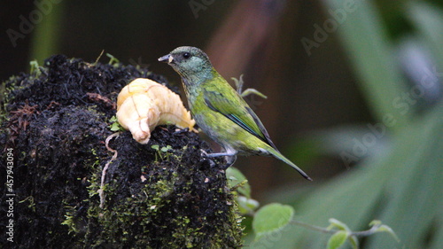 Female black-capped tanager (Stilpnia heinei) eating a banana in Mindo, Ecuador photo