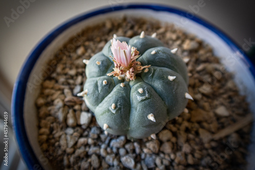 High angle shot of peyote cactus on a pot