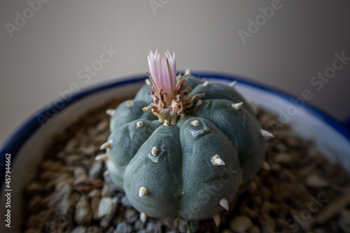 Bilde på lerret Closeup shot of peyote cactus o