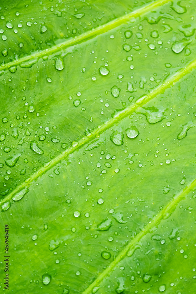 Drop of water on leaf,green leaves in nature. selective focus. Drop of water on leaf,green leaves in nature. selective focus.