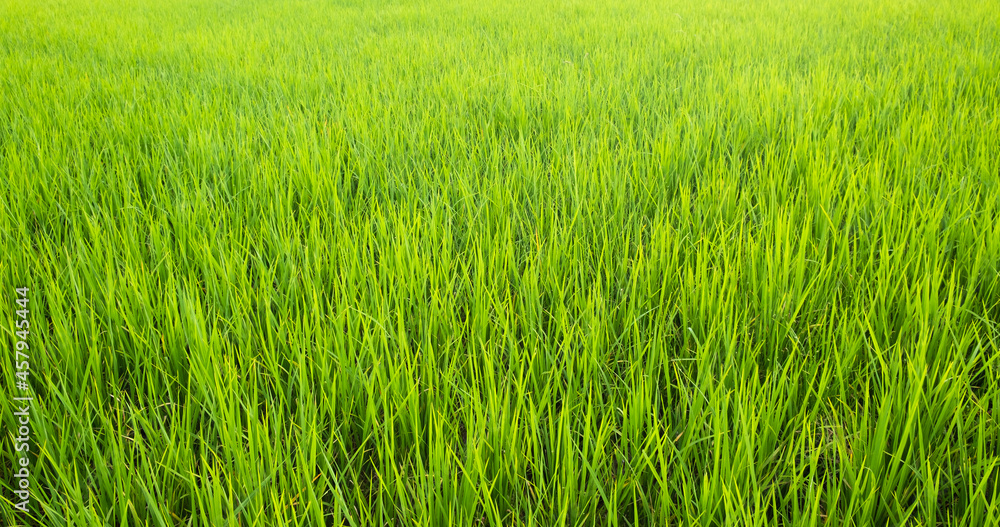 Rice is growth in the rice paddies.Bright green grass.The seedlings of rice are light green.