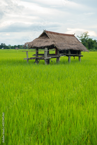 The hut is made of zinc. Cabin in rice field.