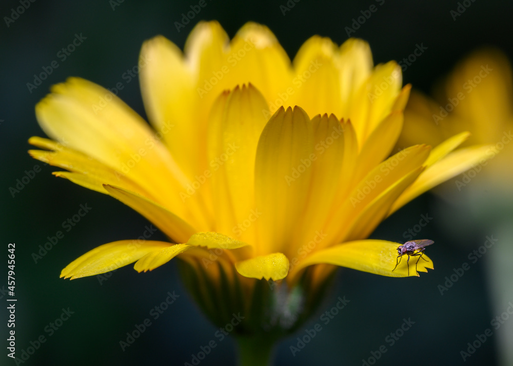 A fly on a daisy flower petal in search of morning dew drops