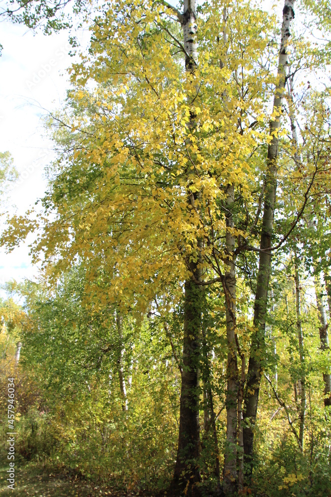 Fototapeta premium Fall Colours In The Tree, Strathcona Wilderness Centre, Alberta