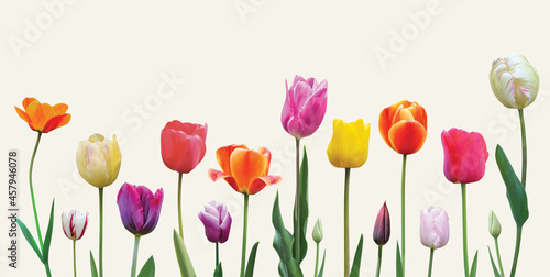 Spring flowers tulips arrangement on light background