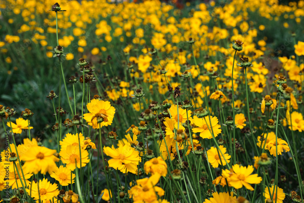 Yellow colored flower blooms like chamomile growing in garden