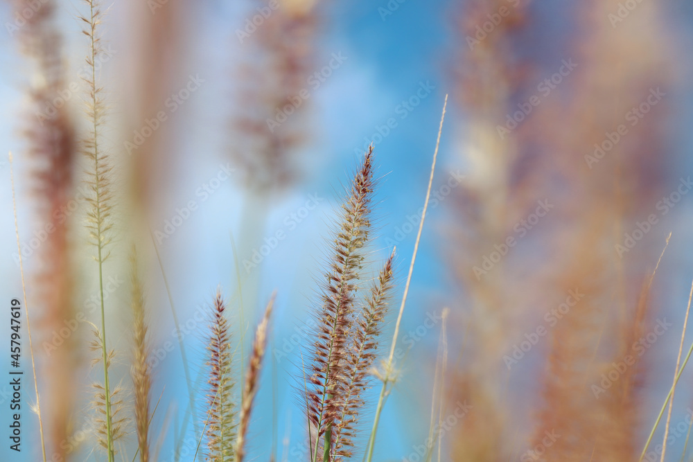 Selective focus of reed grass flower with blurred view in blue sky Selective focus of reed grass flower with blurred view in blue sky