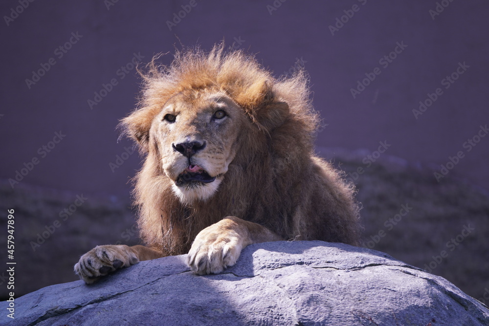 Naklejka premium 百獣の王ライオン