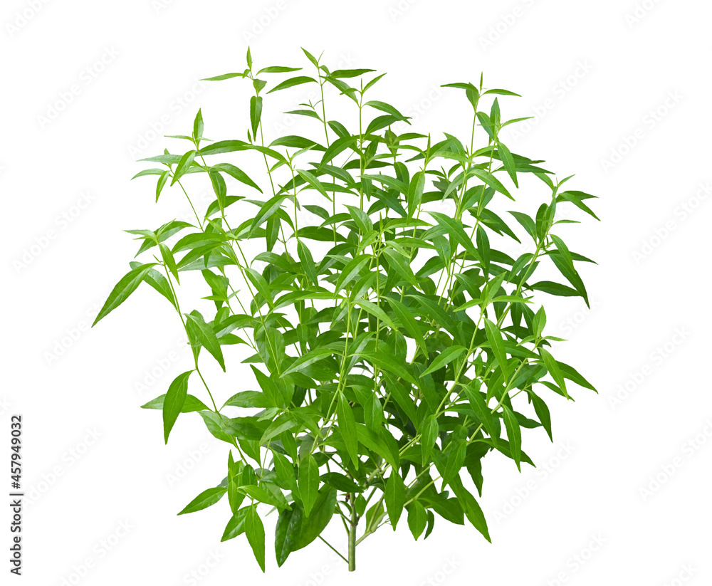 Andrographis paniculata plant on white background. Andrographis paniculata plant on white background.