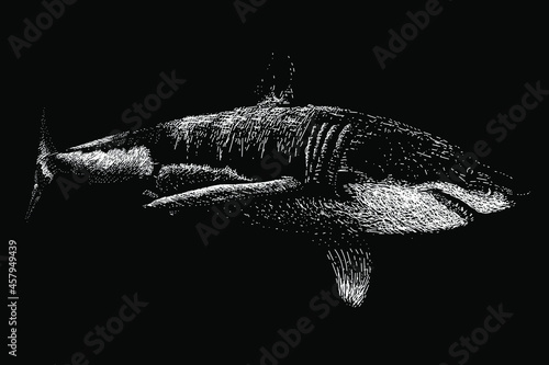 Great white shark vector drawing illustration. vector isolated element on the black background.