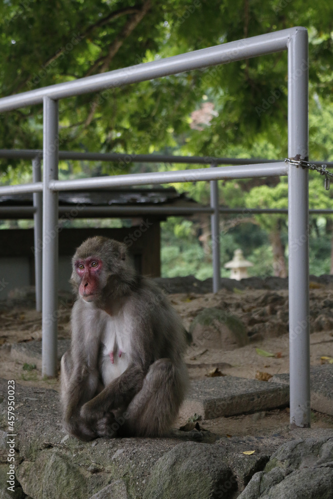 Naklejka premium 座っている猿