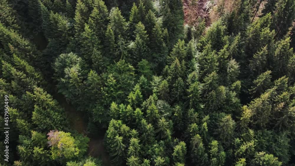 Aerial view. Forest harvester during sawing trees in forest. Forestry tree harvester in woodland on clearing forests. Clearcutting logging industry. Tree cutting machinery and timber equipment. Aerial view. Forest harvester during sawing trees in forest. Forestry tree harvester in woodland on clearing forests. Clearcutting logging industry. Tree cutting machinery and timber equipment.