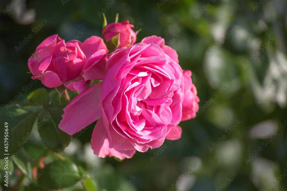 バラの花　屋外撮影