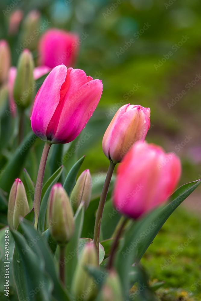 Fototapeta premium チューリップの花 春のイメージ