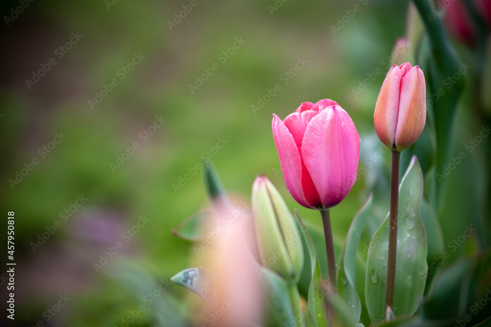 Fototapeta premium チューリップの花 春のイメージ