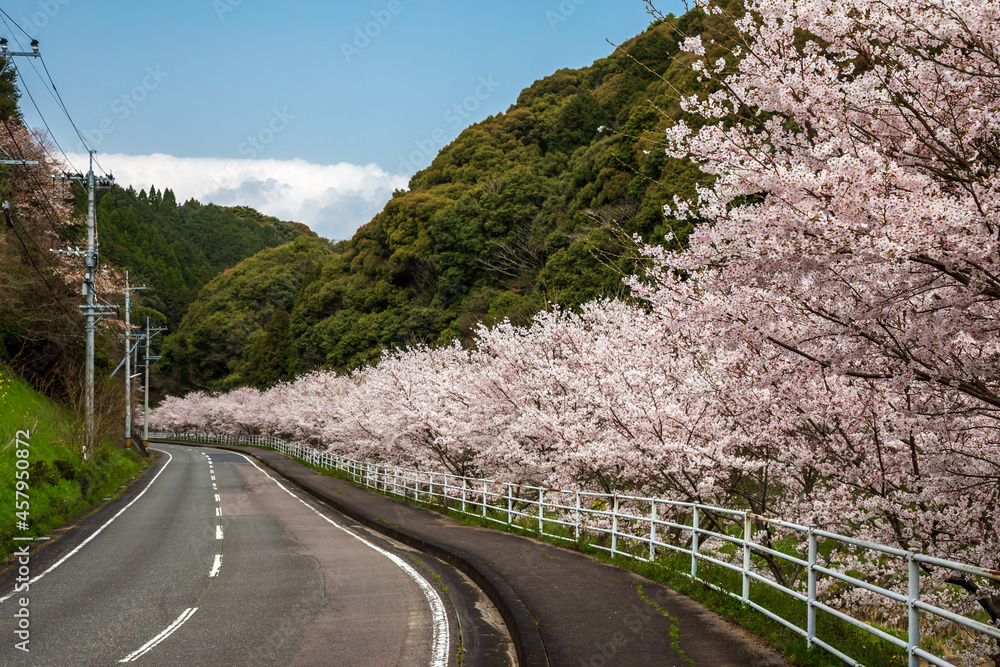 桜並木　春の和風イメージ