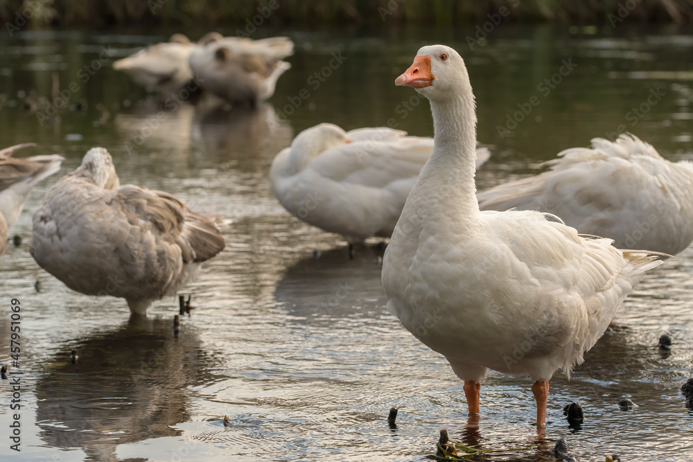 Flock of white domestic geese on the lake Flock of white domestic geese on the lake