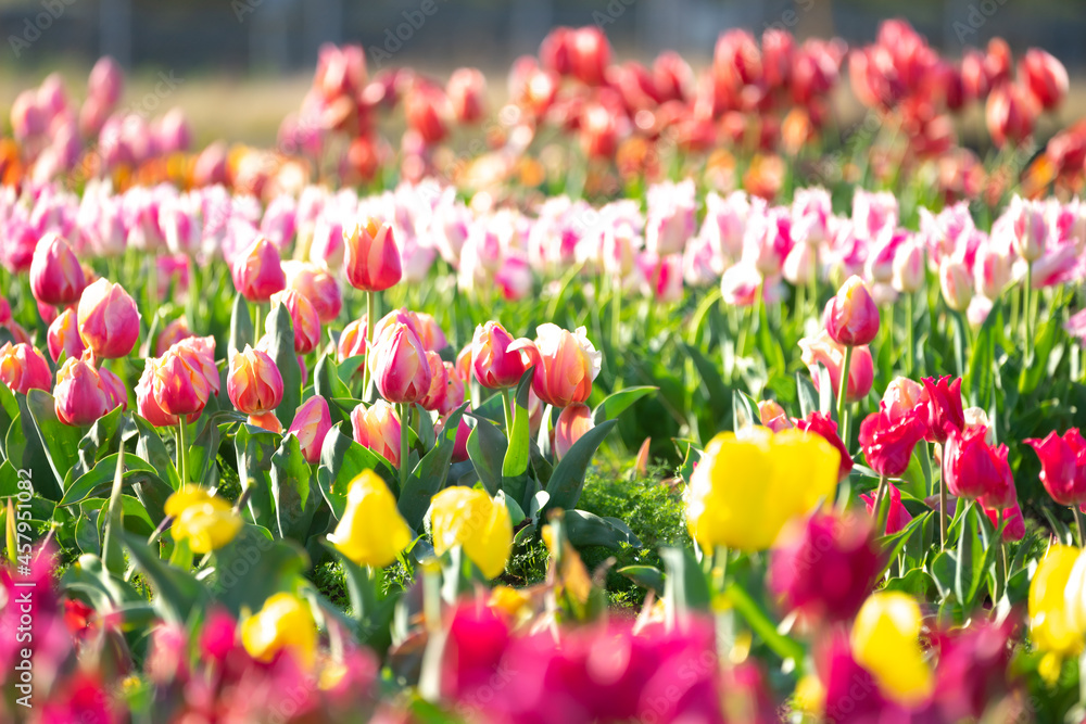 Obraz premium チューリップの花 春のイメージ