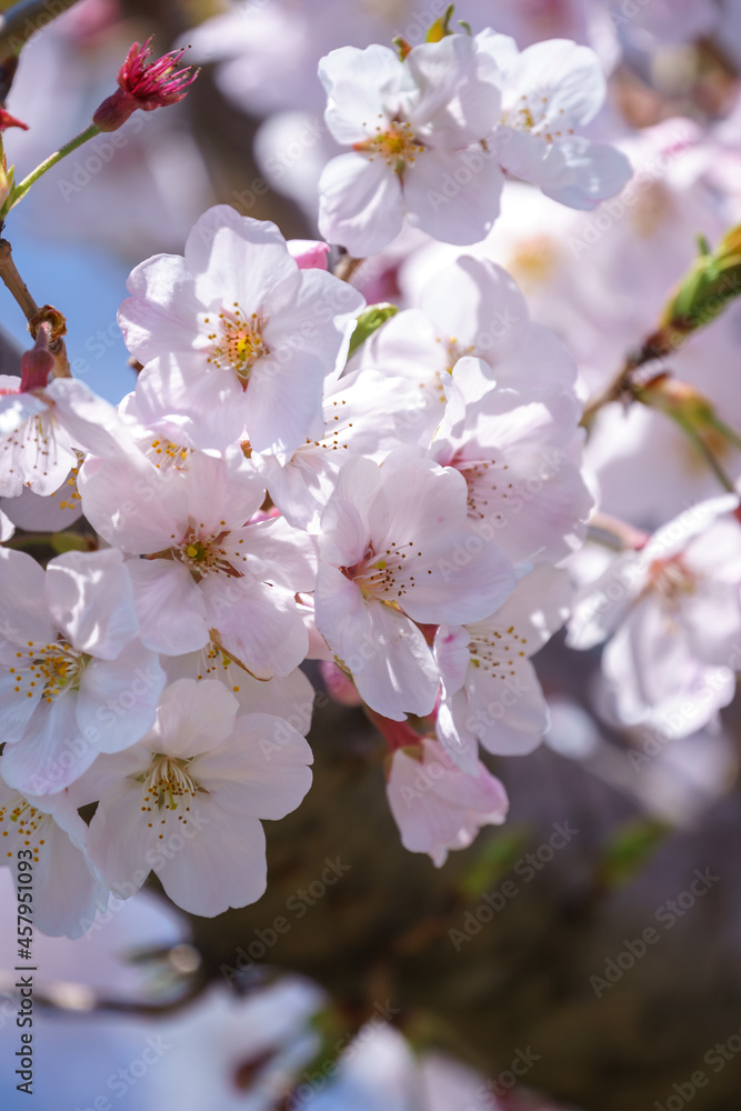 Fototapeta premium 桜の花 春のイメージ
