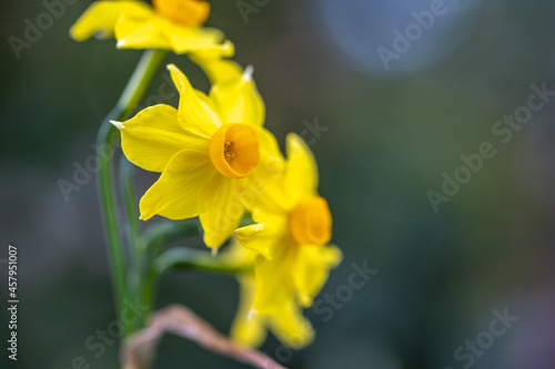 水仙の花 初春のイメージ