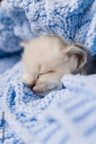 closeup of the snout of a sleeping british shorthair kitten of silver color buried in a blue knitted blanket. Siberian nevsky masquerade cat color point. High quality photo © КРИСТИНА Игумнова