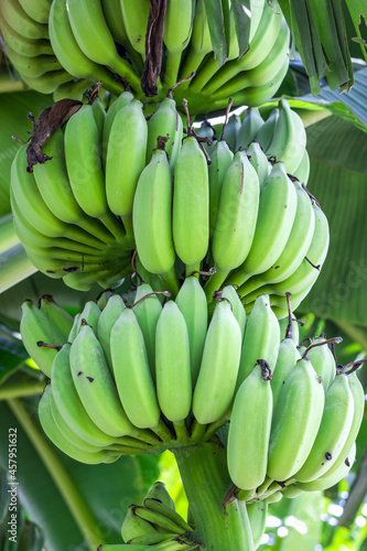 A bunch of organic fresh green banana on the tree close up