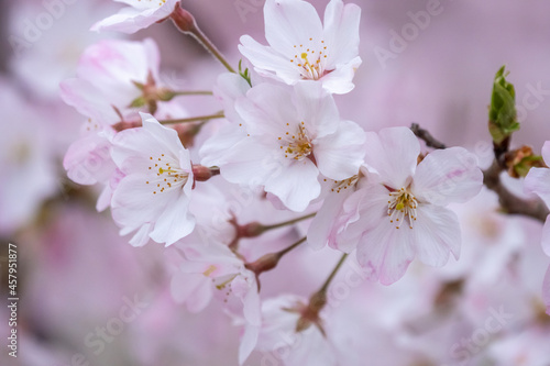 桜の花 春のイメージ