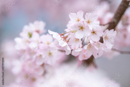 桜の花 春のイメージ