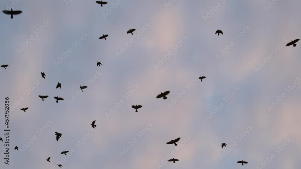 Large flock of birds flying in slow motion Large flock of birds flying in slow motion