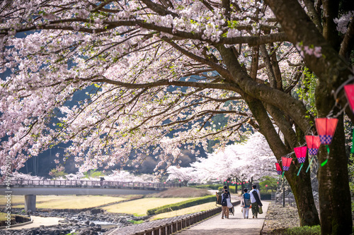 桜の花　春のイメージ