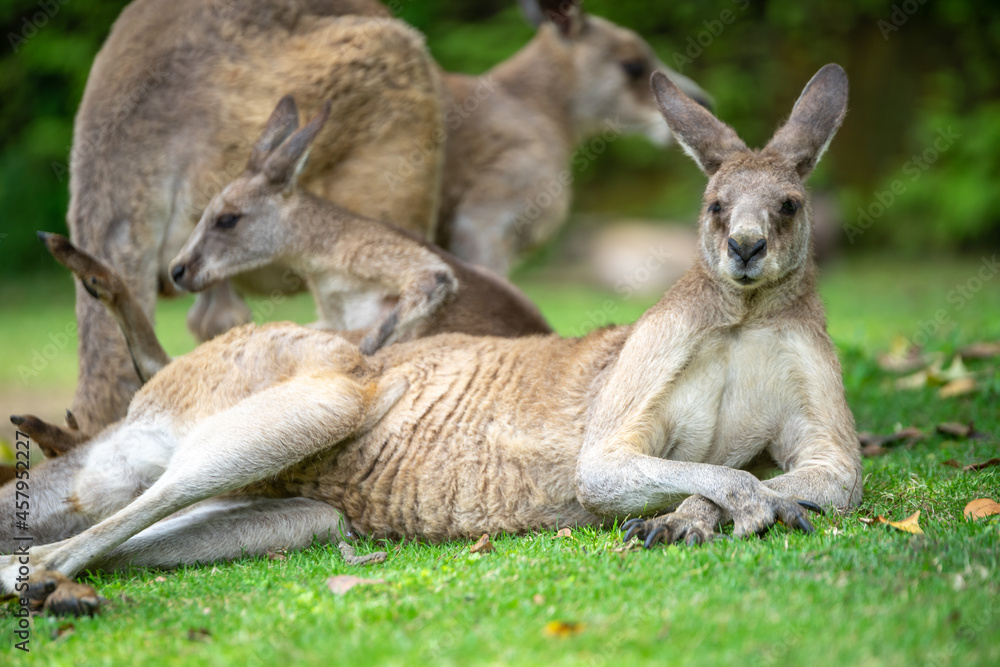 カンガルーのポートレート