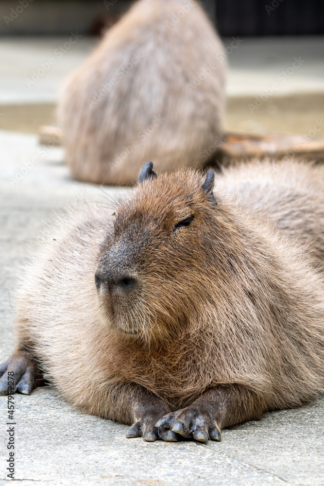 Naklejka premium カピバラのポートレート