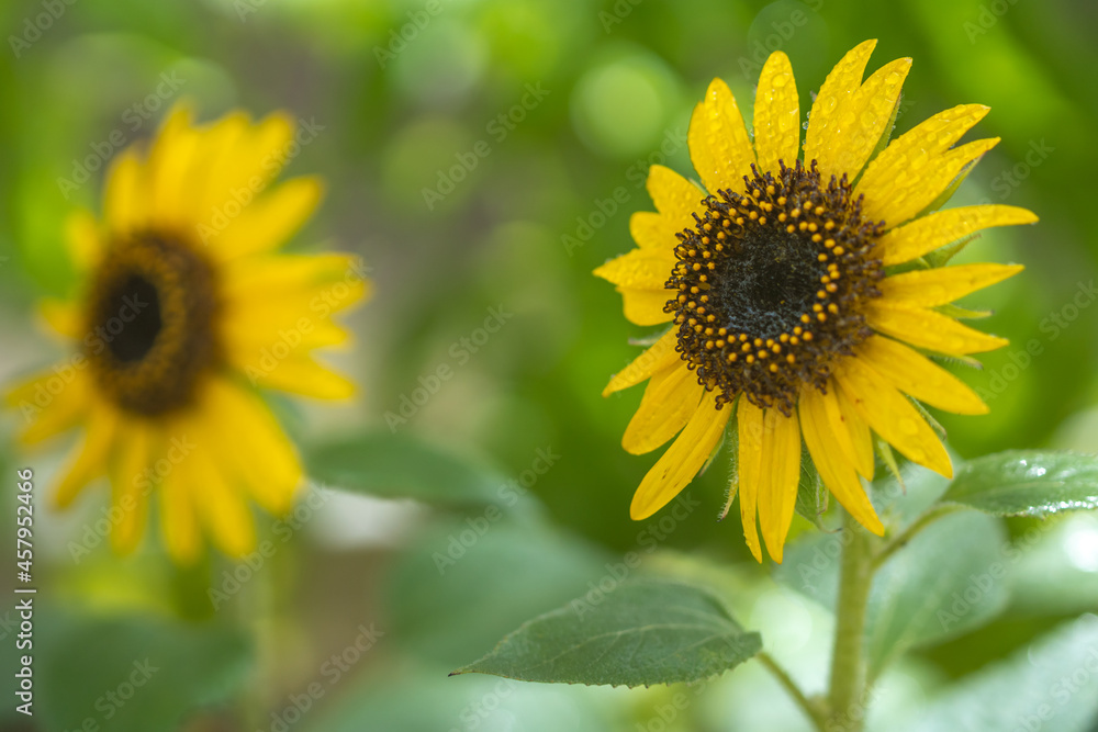 ヒマワリの花 夏のイメージ ヒマワリの花 夏のイメージ