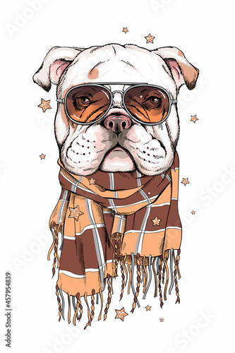 Cute english bulldog in a scarf. Stylish image for printing on any surface	
