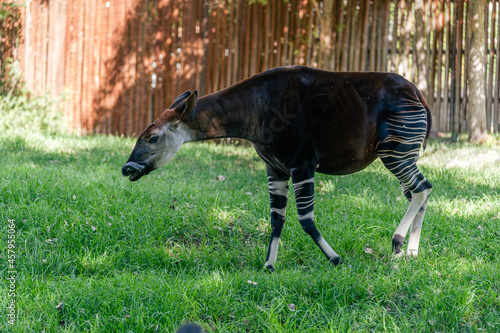 Plakat Okapi walking on grass 