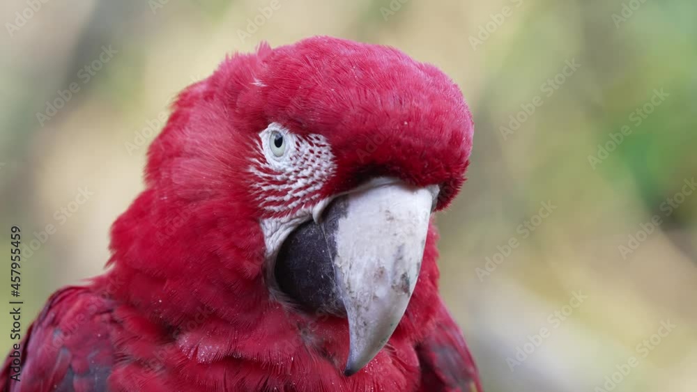 Close Up of a Red-and-Green Macaw Looking Sleepy Close Up of a Red-and-Green Macaw Looking Sleepy