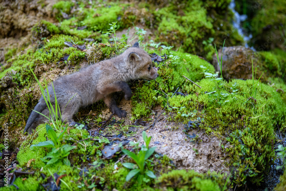 Fototapeta premium Red fox, vulpes vulpes, small young cub in forest. Cute little wild predators in natural environment