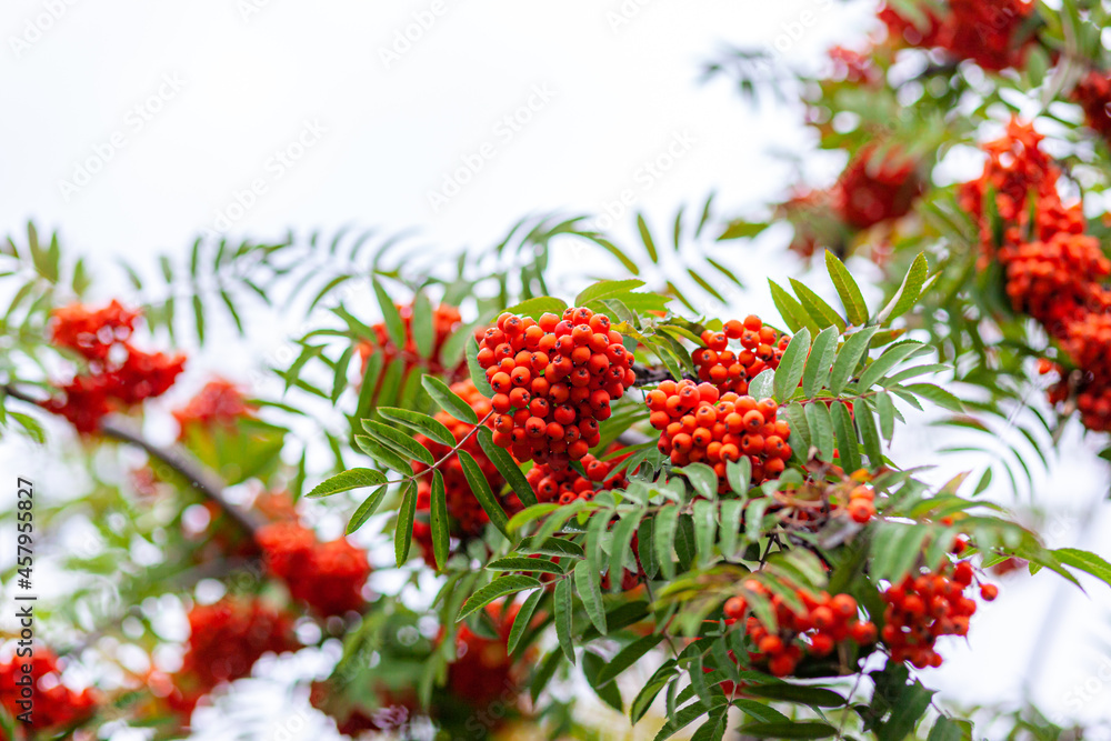 Mountain rowan ash branch berries on blurred green background. Autumn harvest still life scene. Soft focus backdrop photography. Copy space. Mountain rowan ash branch berries on blurred green background. Autumn harvest still life scene. Soft focus backdrop photography. Copy space.