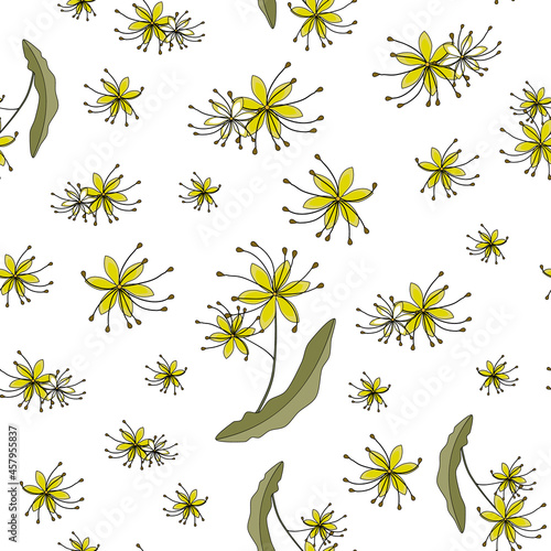 Seamless pattern. linden flowers. Tilia europaea, common linden or common index. a twig with small yellow flowers. medicinal plant on a white background. Botanical vector illustration. for fabric and