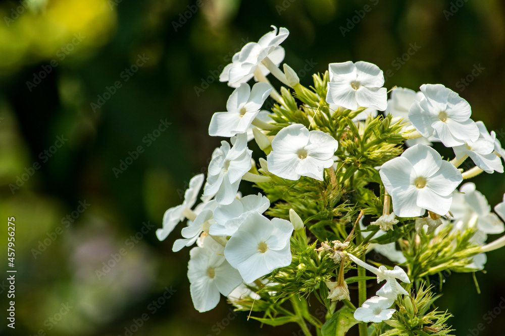 キキョウナデシコ クサキョウチクトウ ツルハナシノブ シバザクラなどはすべてフロックスの仲間です Stock Photo Adobe Stock