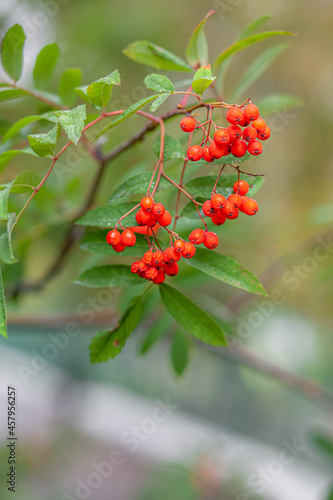 Quadro em tela Mountain rowan ash branch berries on blurred green background