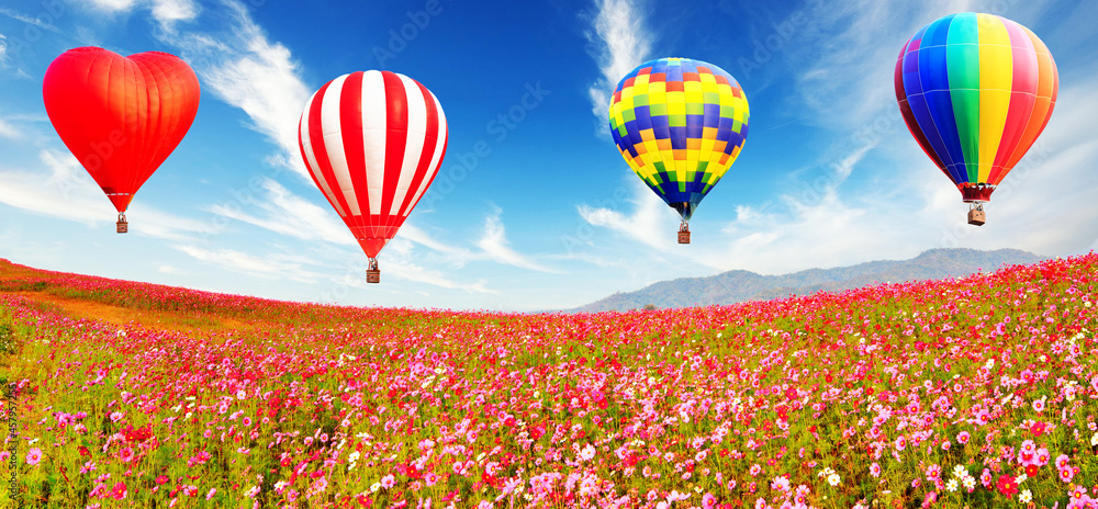 Fototapeta premium Panorama image of Hot air balloon over the cosmos flower field