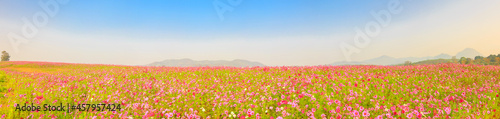 Fototapeta Naklejka Na Ścianę i Meble -  Beautiful Panorama of cosmos flowers field