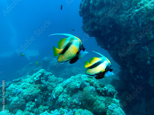 bannerfish in the coral reef