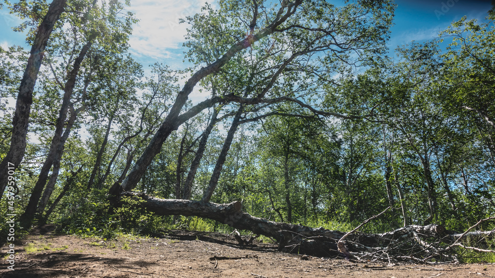 Green deciduous trees against a blue sky. The dry trunk is broken, lying in a forest clearing. A sunny summer day. Kamchatka