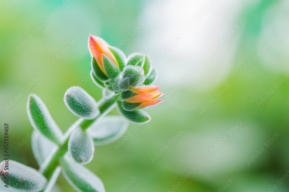 Plant flower orange rose button bloom closeup